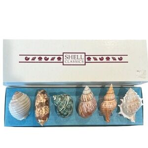 Vintage Rare Seashell Collector's‎ Set  Display Set Coastal Beach Decor Gift New